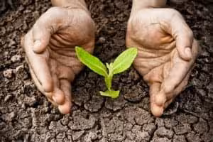 hands nurturing plant on cracked earth