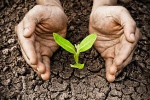 hands nurturing plant on cracked earth